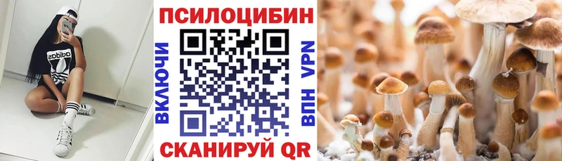 наркотики  Хадыженск  Галлюциногенные грибы Cubensis 